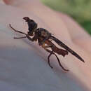 Image of <i>Sphecomyiella nelsoni</i>