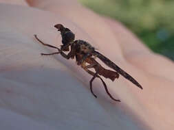 Image of <i>Sphecomyiella nelsoni</i>