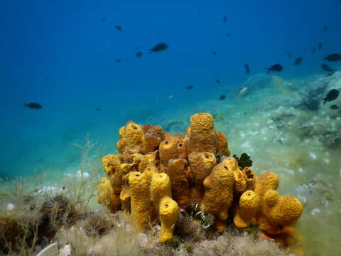 Image of aureate sponge