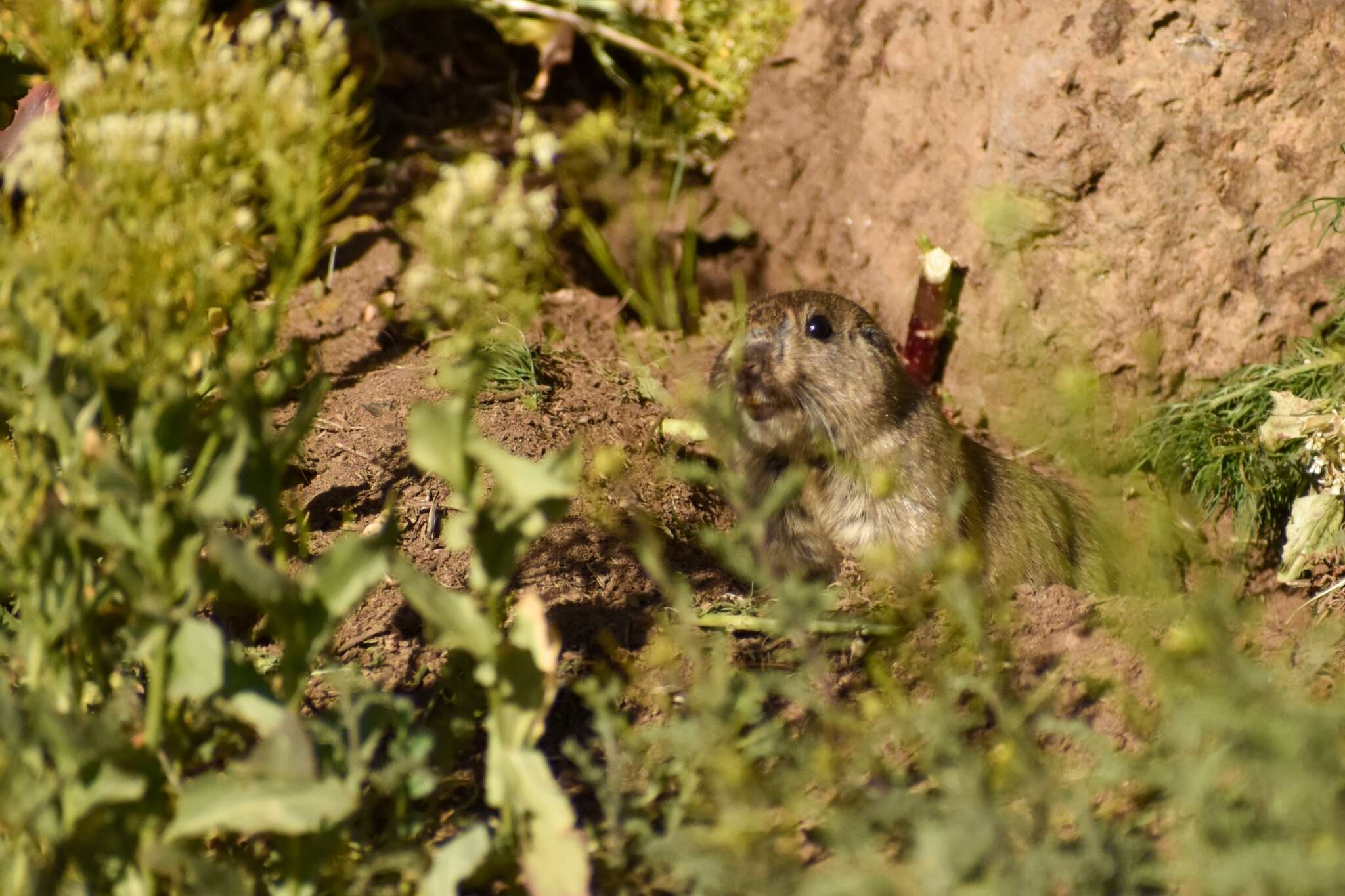 Ctenomys sericeus J. A. Allen 1903的圖片