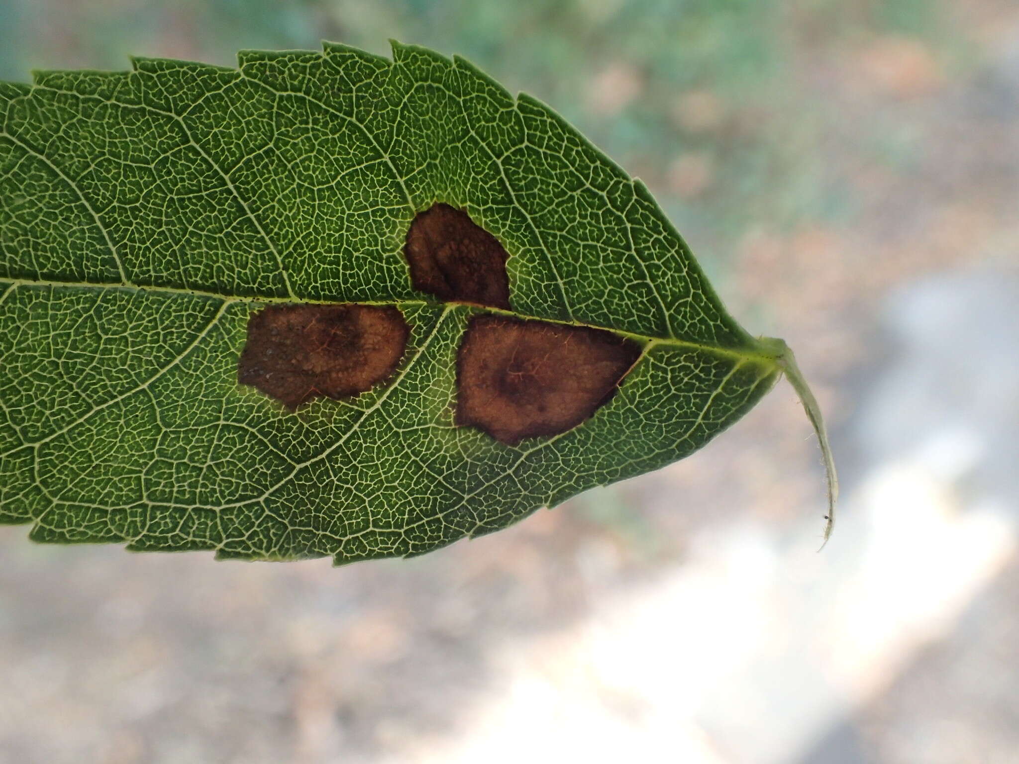 Image of Dasineura fraxinea (Kieffer 1907)