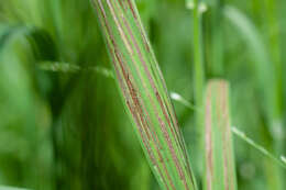 Image of Ustilago filiformis (Schrank) Rostr. 1890