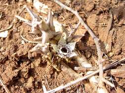 Image de Ceropegia paradoxa (I. Verd) Bruyns