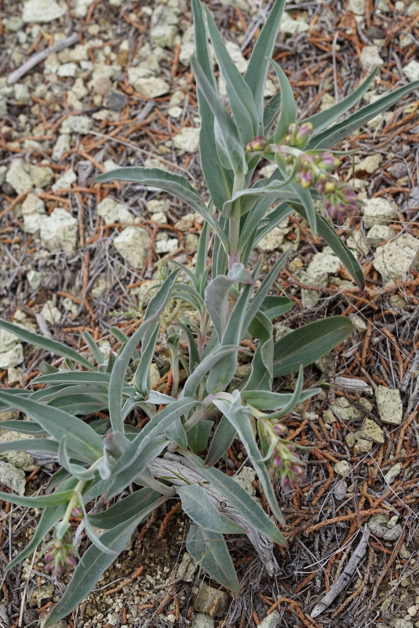 Penstemon acuminatus Dougl.的圖片