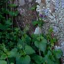 Image of Diascia dissimulans O. M. Hilliard & B. L. Burtt