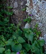 Image of Diascia dissimulans O. M. Hilliard & B. L. Burtt