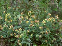 Слика од Cytisus hirsutus L.