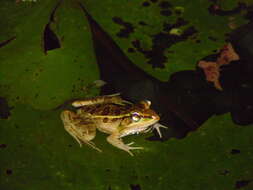 Image of Lithobates brownorum (Sanders 1973)