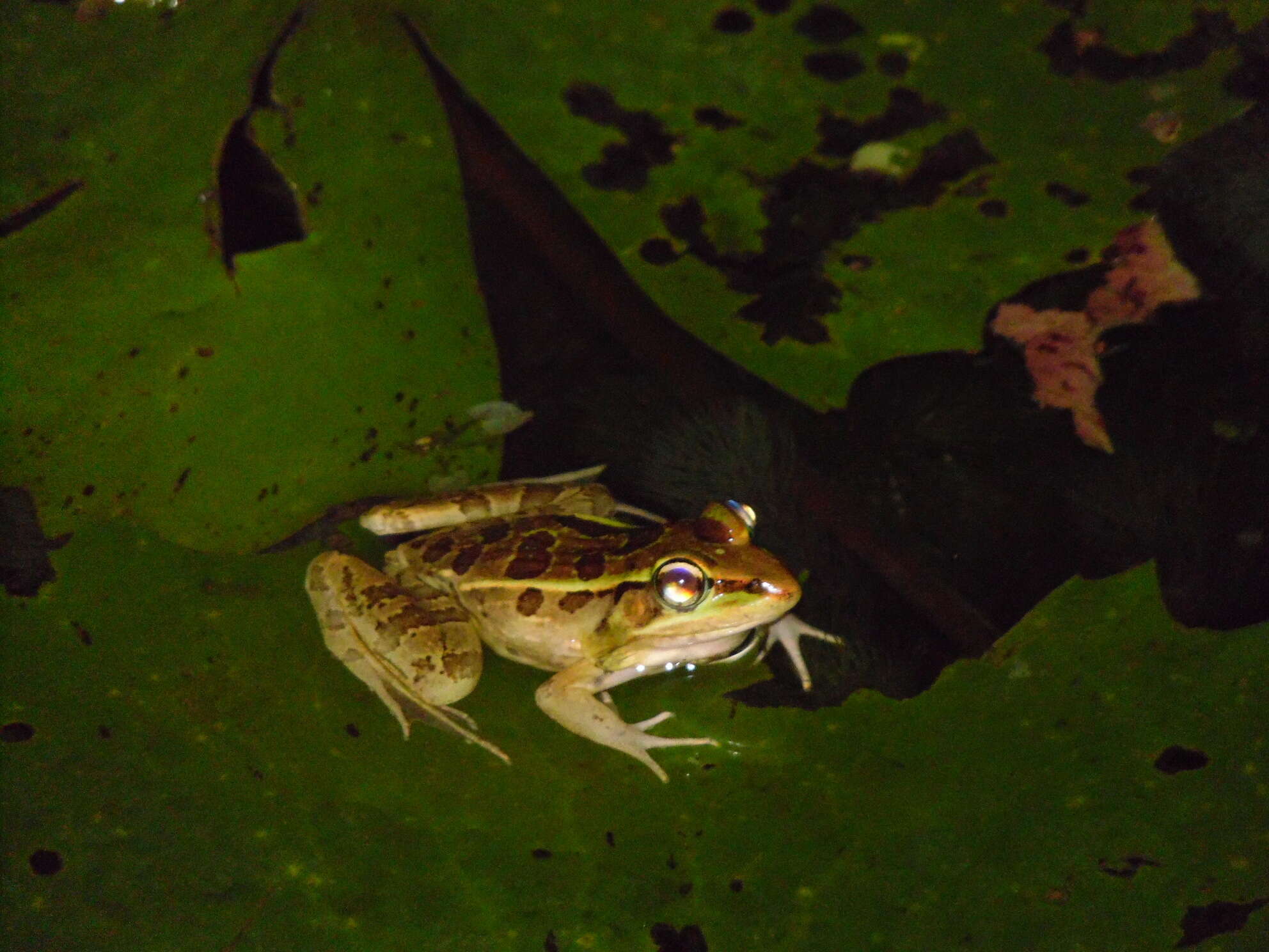 Image of Lithobates brownorum (Sanders 1973)