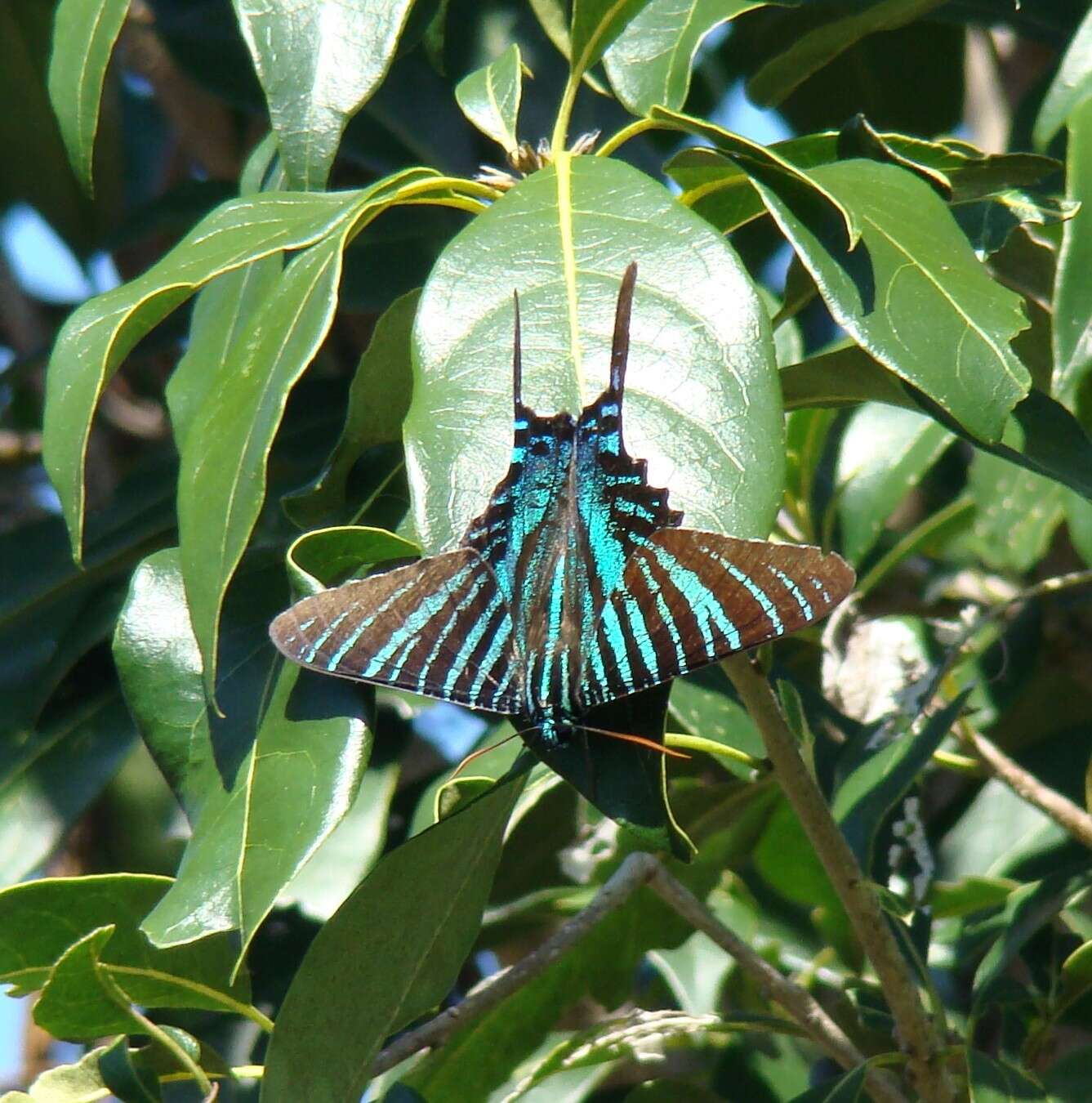 Image of Urania boisduvalii