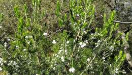 Image of Erica triflora L.