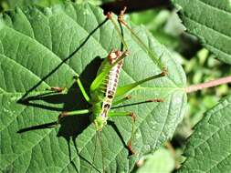 Image of Andreiniimon nuptialis (Karny 1918)