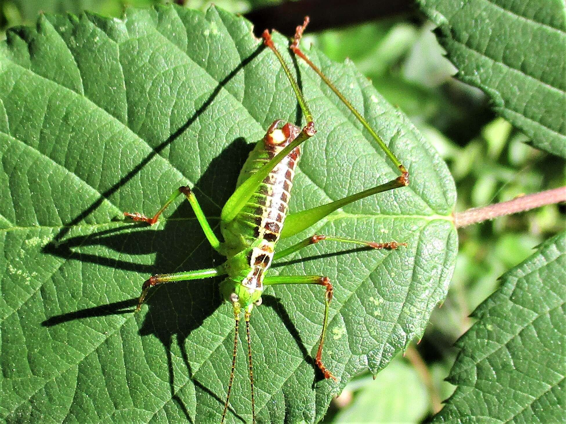 Image of Andreiniimon nuptialis (Karny 1918)