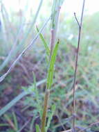 Image de Oenothera hexandra (Sesse & Moc. ex Ortega) W. L. Wagner & Hoch