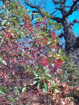 Image of Greek Strawberry-tree