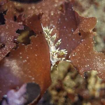 Image of Abronica abronia (MacFarland 1966)