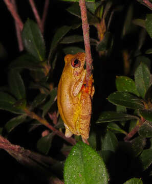 Image of Loquacious Treefrog