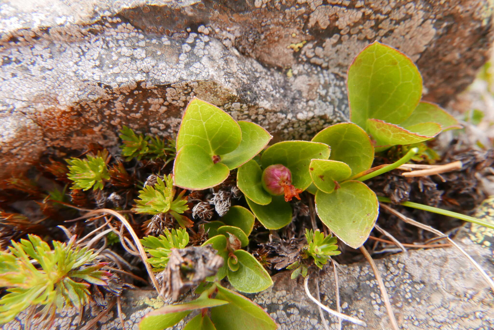 Gaultheria humifusa (R. Grah.) Rydb. resmi