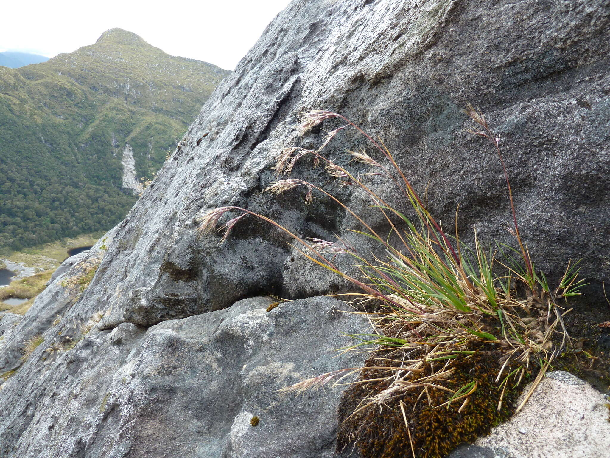 Image of Chionochloa ovata (Buchanan) Zotov