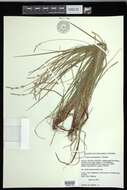 Image of fibrousroot sedge