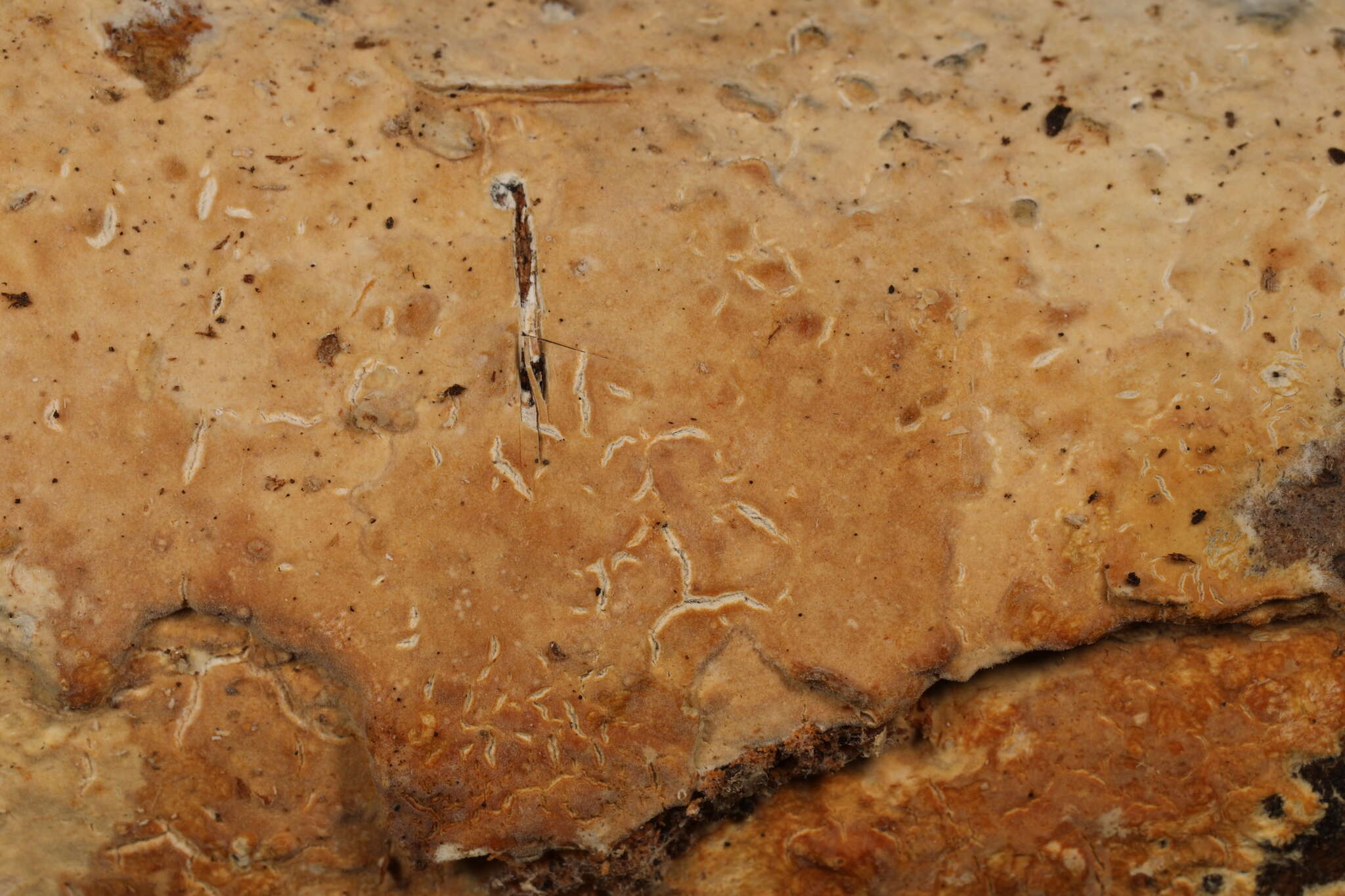 Image of Phanerochaete rhodella (Peck) Floudas & Hibbett 2015