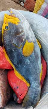 Image of Blue And Yellow Grouper