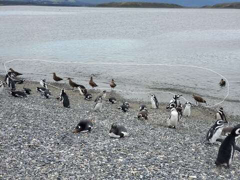 صورة Stercorarius chilensis Bonaparte 1857