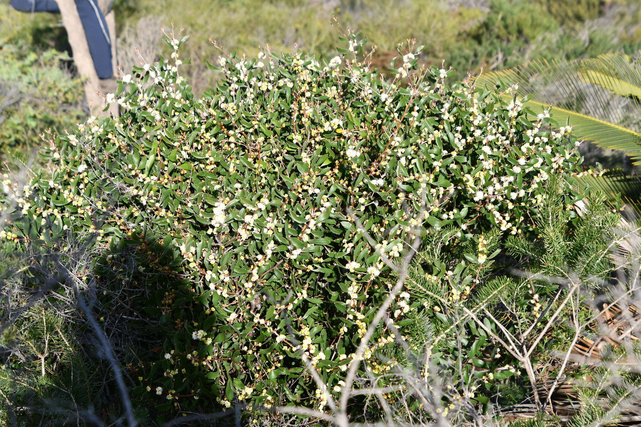 Image of Hakea anadenia Haegi