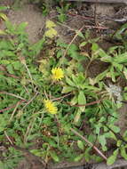 Image of Taraxacum formosanum Kitam.