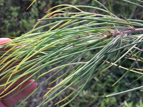 Image of Hakea persiehana F. Müll.