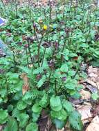 Image of golden ragwort