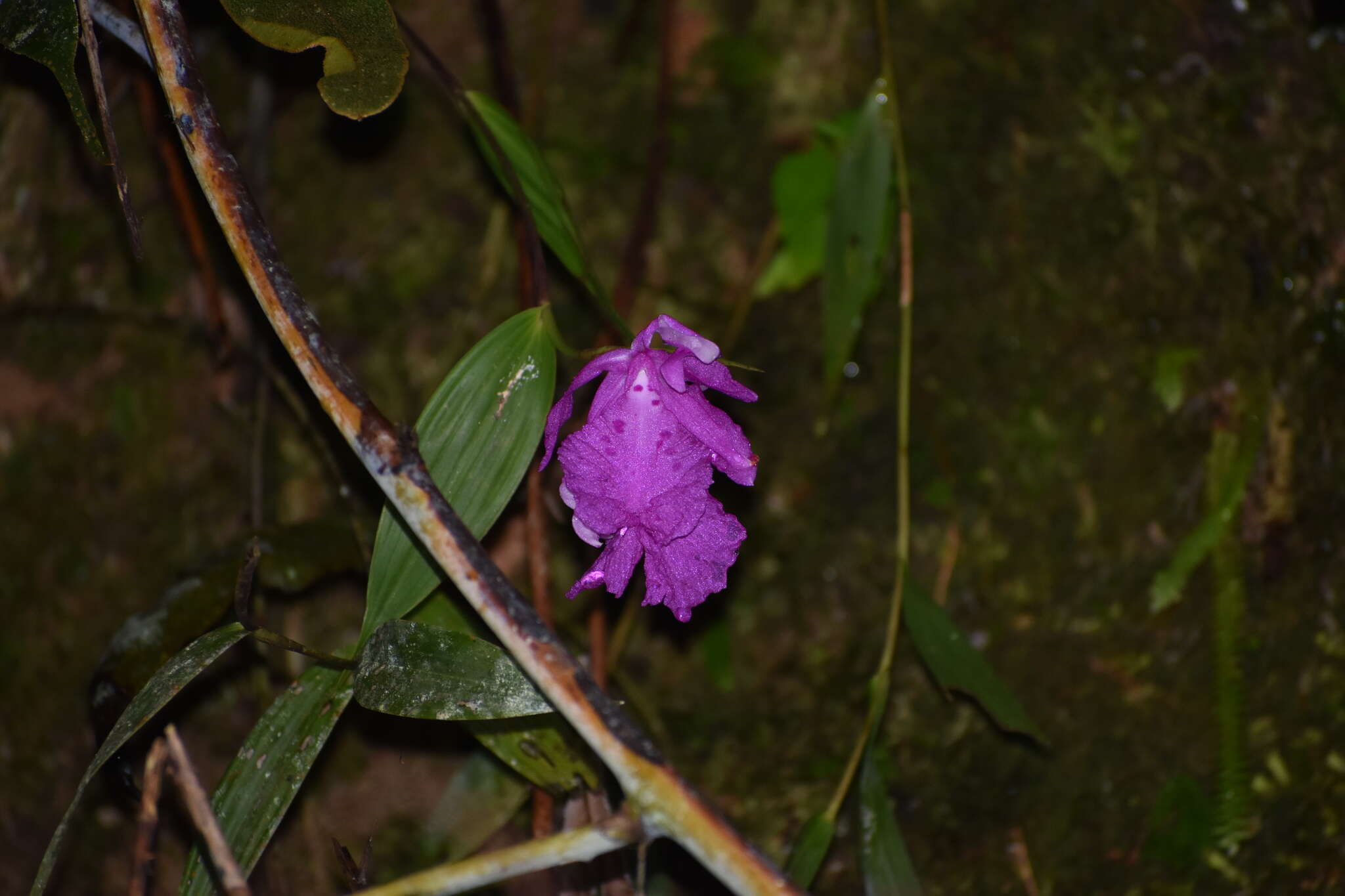 صورة Sobralia amabilis (Rchb. fil.) L. O. Williams