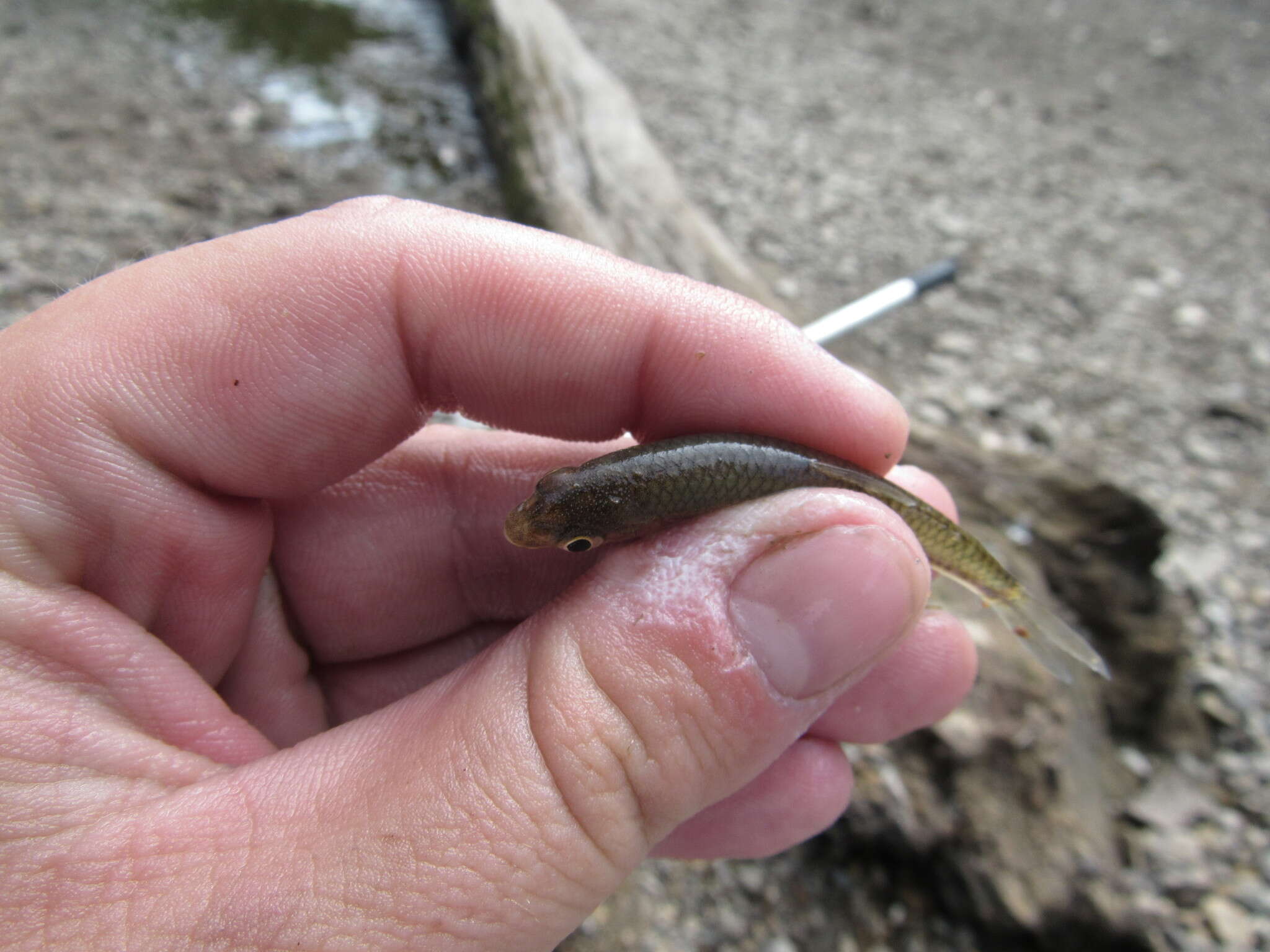 Image of Sand Shiner