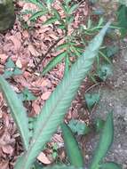 Image of Amorphophallus kiusianus (Makino) Makino