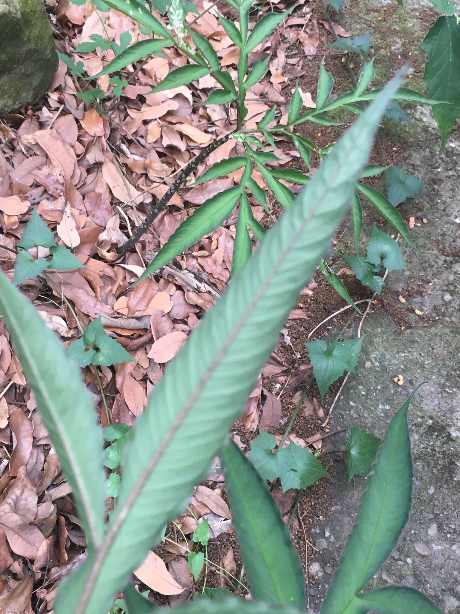 Amorphophallus kiusianus (Makino) Makino resmi