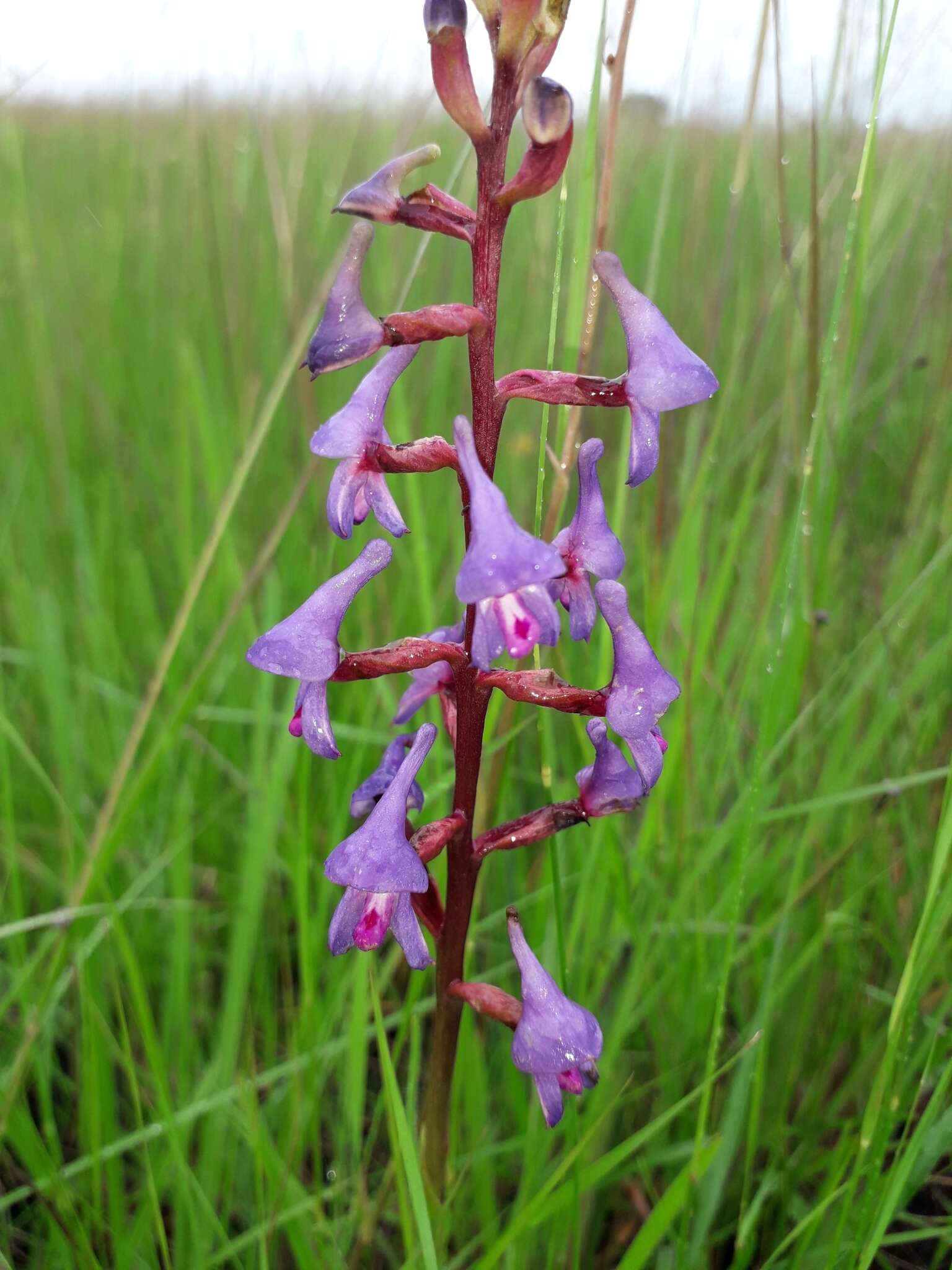 Image of Disa equestris Rchb. fil.