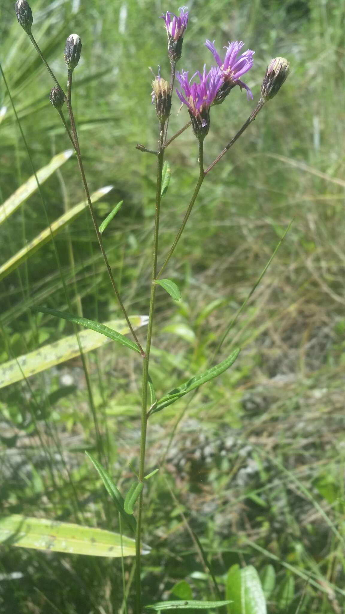 صورة Vernonia blodgettii Small