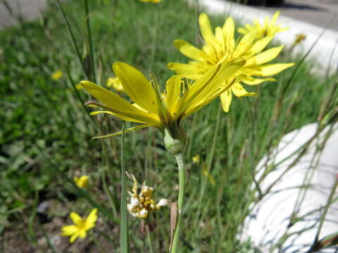 Image of Tragopogon podolicus Besser ex DC.