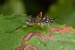 Image de Baryceros texanus (Ashmead 1890)