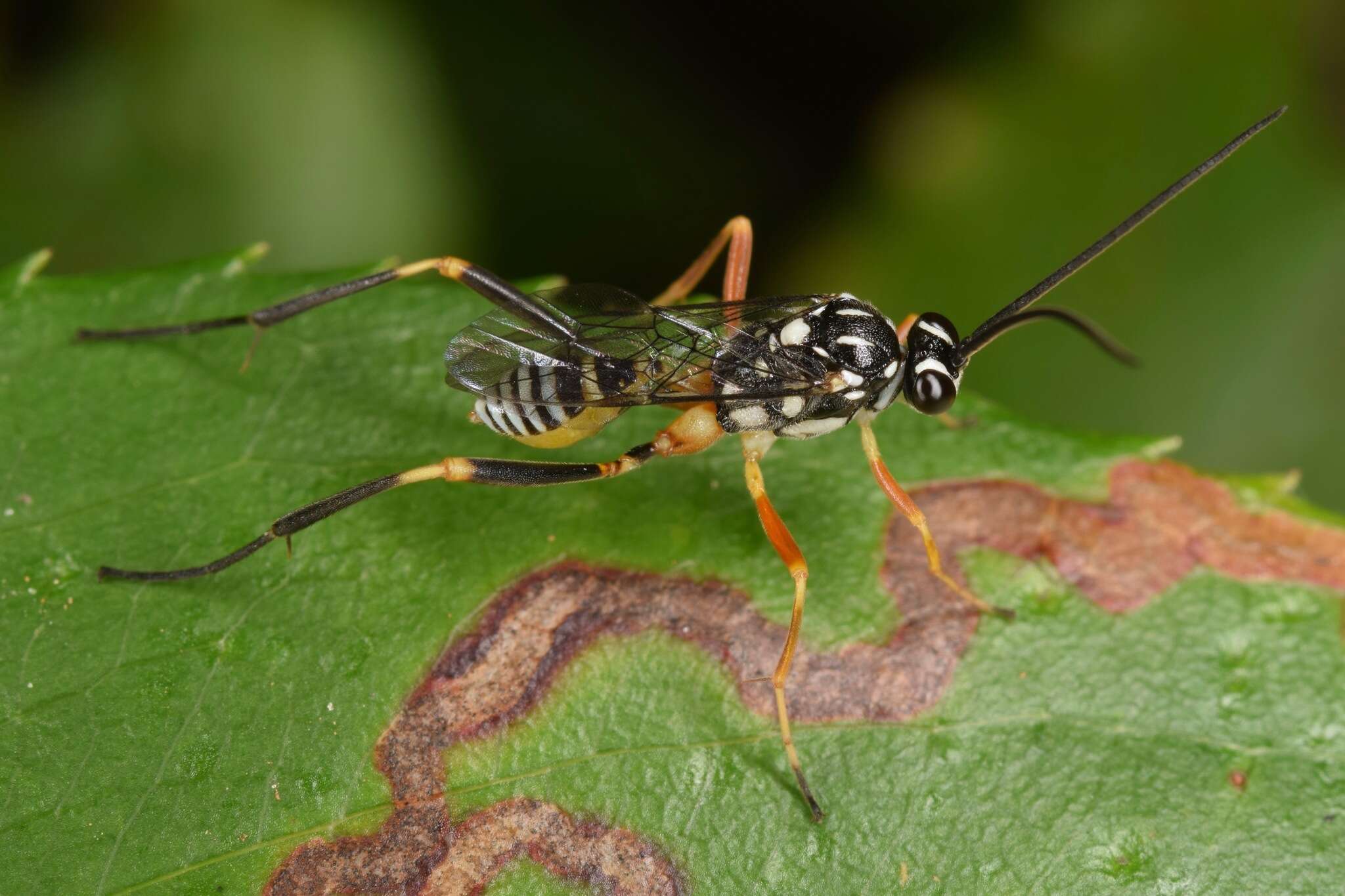 Image de Baryceros texanus (Ashmead 1890)