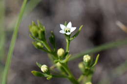 Image of Thesium krymense Romo, Didukh & Borat.