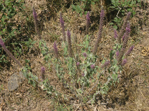 Image de Teucrium hircanicum L.