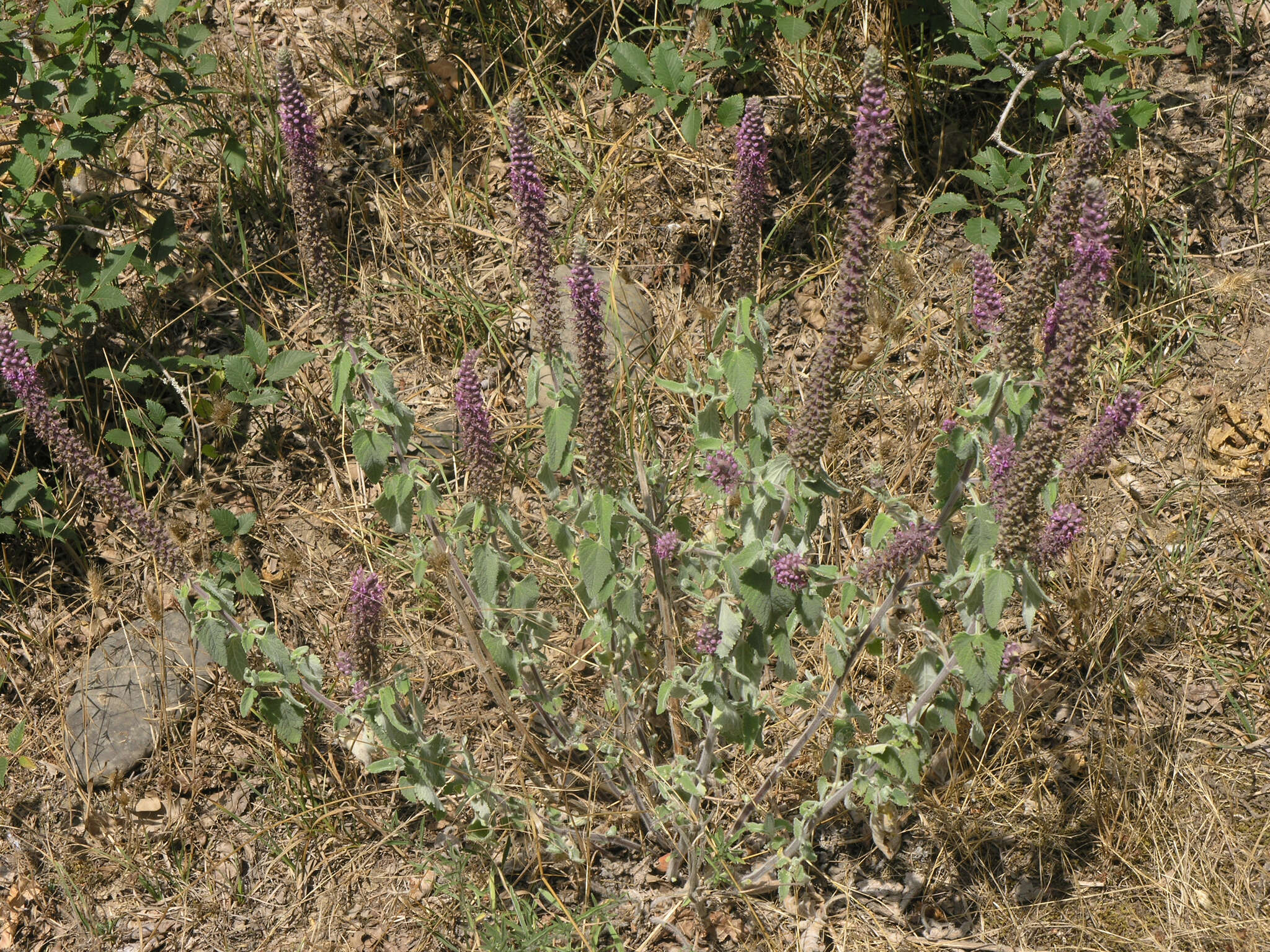 Image de Teucrium hircanicum L.