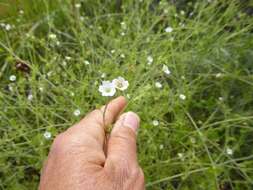 Image of racemed fiestaflower