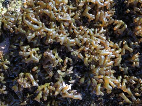 Image of Red algae