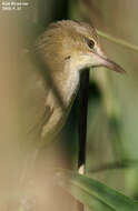 Image of Oriental Reed Warbler