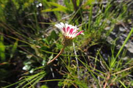 Image de Gerbera tomentosa DC.