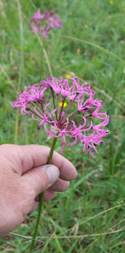 Image of Nerine appendiculata Baker