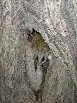 Image of Black-tailed Thallomys