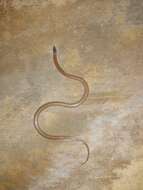 Image of Western Blackhead Snake